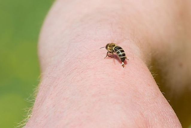 użądlenie od pszczoły - dobrzesprzatamy 